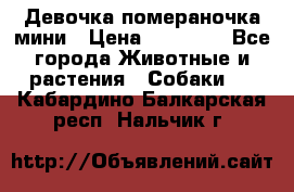 Девочка помераночка мини › Цена ­ 50 000 - Все города Животные и растения » Собаки   . Кабардино-Балкарская респ.,Нальчик г.